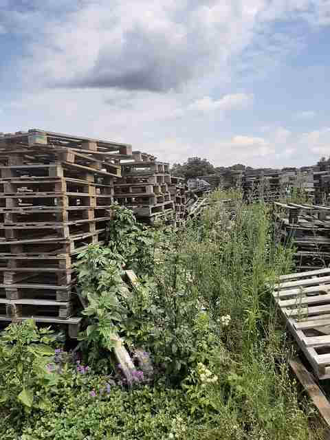 St Petersburg, Florida - Grade C Economy Wood Pallets